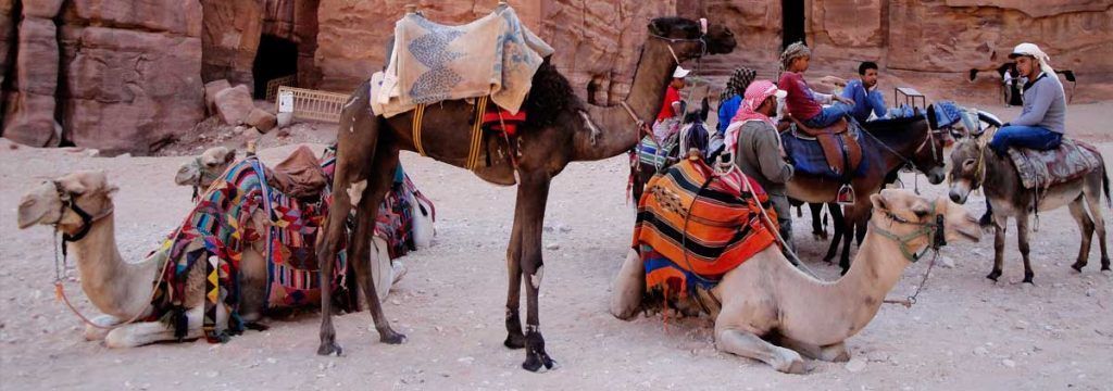 Camellos, Jordania, Asia: Viajes de Aventura, Viajes Alternativos, Turismo Responsable, Mochilero, Viajar en Grupo, Viajar Sola. 3000KM