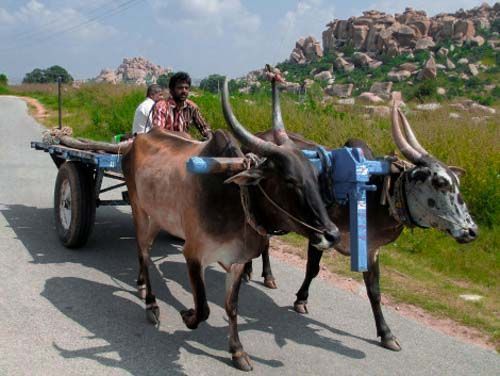 India Vaca Sagrada - 3000KM -Viajes-Aventura-Alternativos-Mochilero-Turismo_Responsable