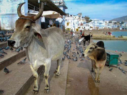India Vaca Sagrada - 3000KM -Viajes-Aventura-Alternativos-Mochilero-Turismo_Responsable