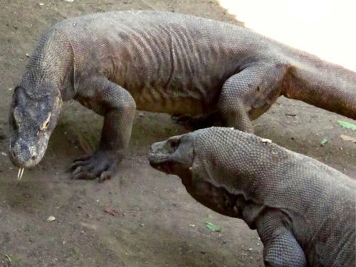 Komodo-2-Indonesia--3000kmViajes-Aventura-Alternativos-Mochilero-Turismo_Responsable