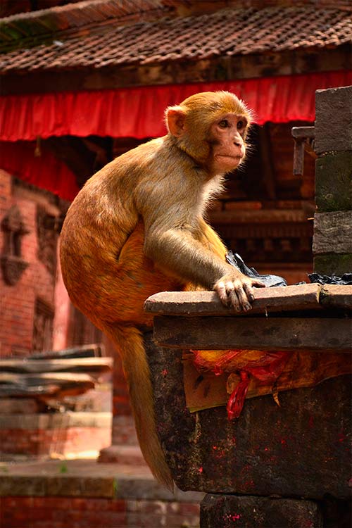 Templo de los monos, Nepal, Asia - Viajes de Aventura y Viajes Alternativos y de Turismo Responsable en Grupo, Solo, Mochilero - 3000KM